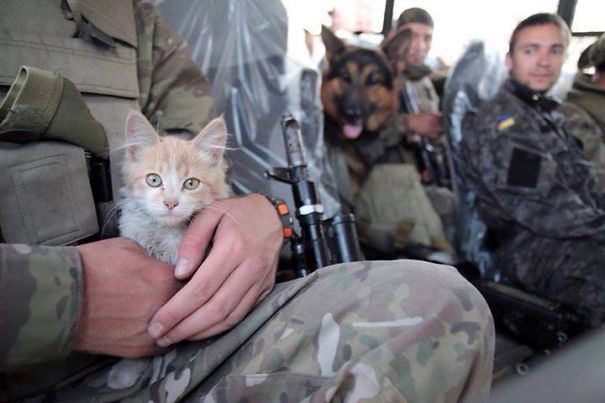 Kitten And Dog Support Ukrainian Soldiers, 2015