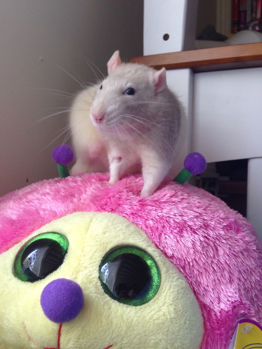 My Fat Rat "pangaea"
