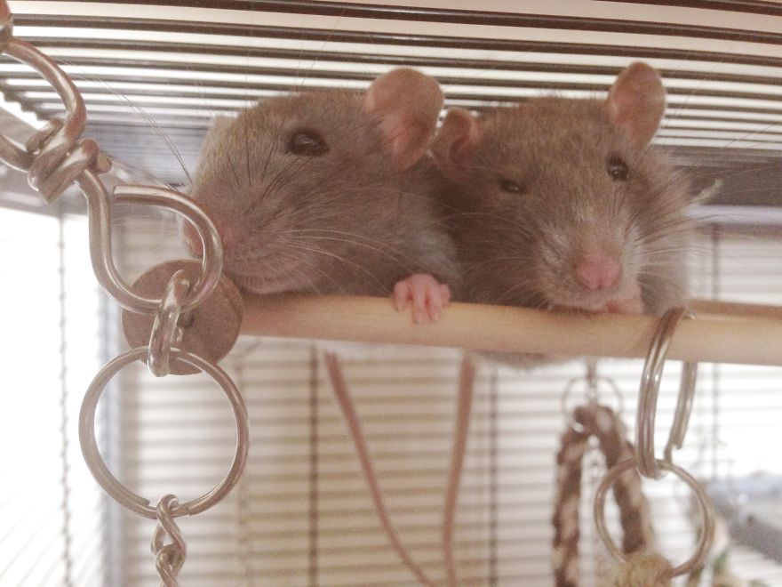 Cute Twin Rats