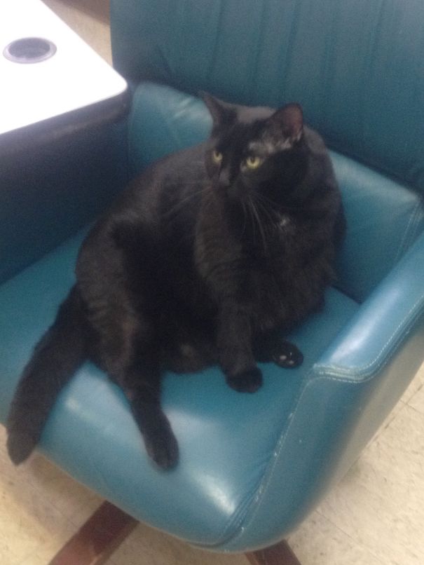 Sabrina Is A Shelter Kitty Looking For Her Forever Family! She Does Need To Lose Some Weight.:)