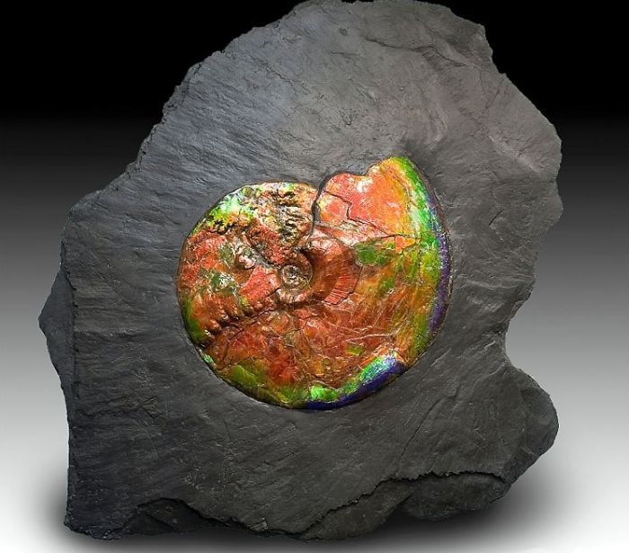 Ammolite; Opalized Ammonite Fossil