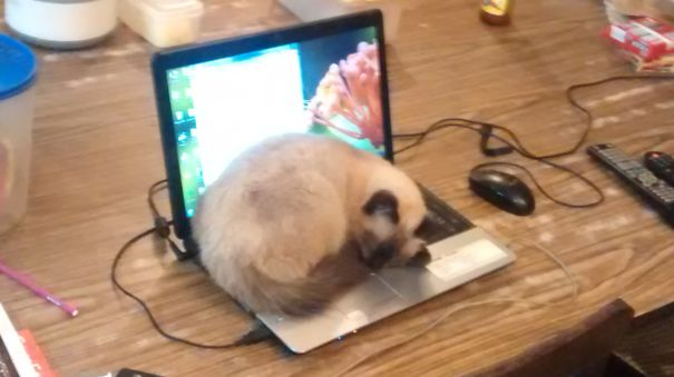 Jimmy The Cat Taking A Nap On The Laptop