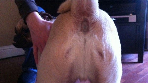 Pug Butt Jesus