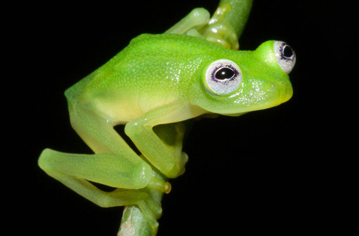 Scientists Discover Real-Life Kermit The Frog In Costa Rica