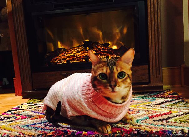 Princess Leia In Her Sweater By The Fire