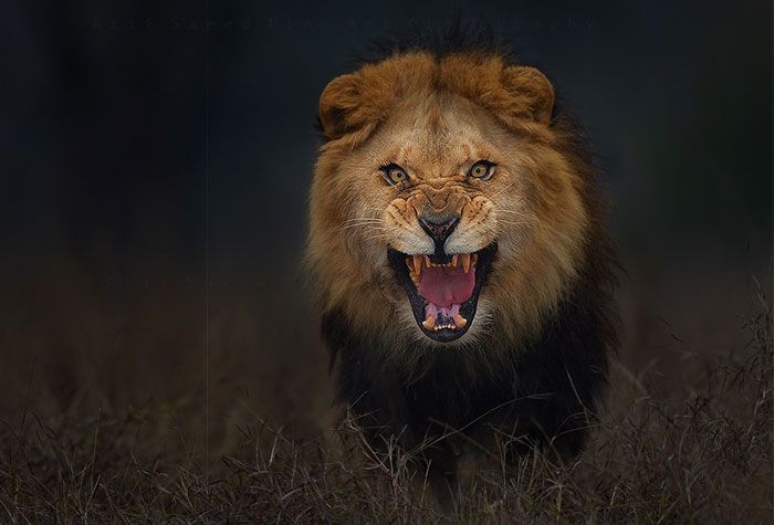 Photographer Shoots Angry Lion Photo Moments Before It Jumped At Him To Attack