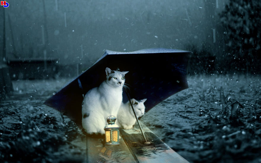 Cats On Rain