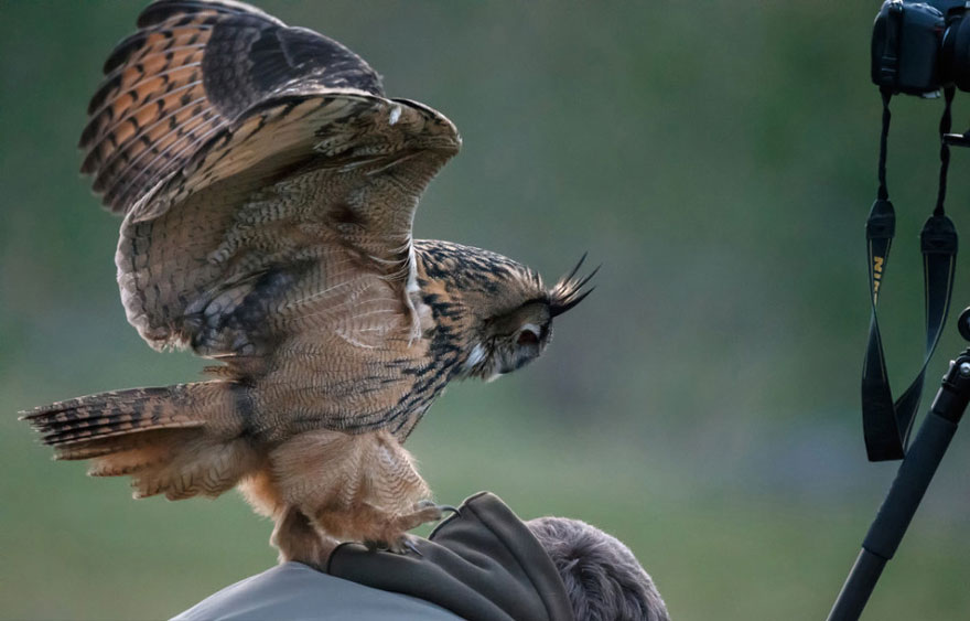 Meet The Dutch Owl Who Loves To Land On People's Heads