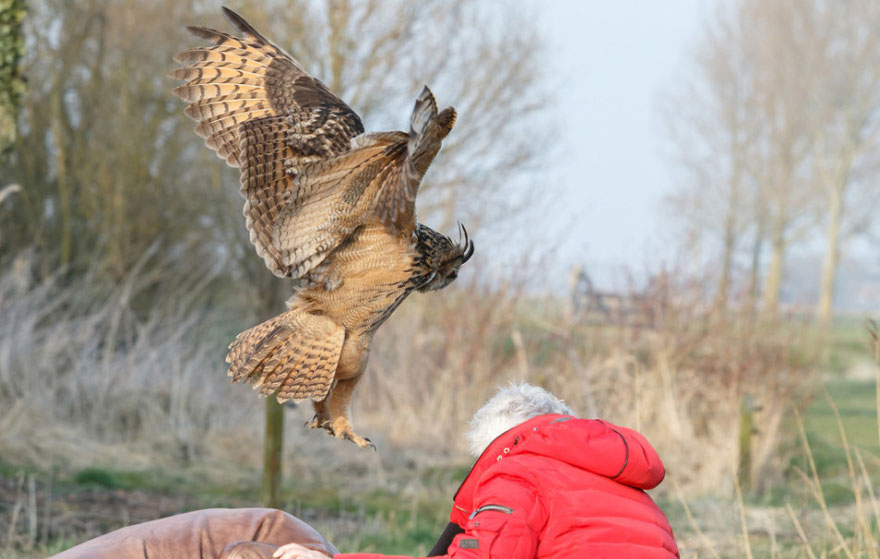 Meet The Dutch Owl Who Loves To Land On People's Heads