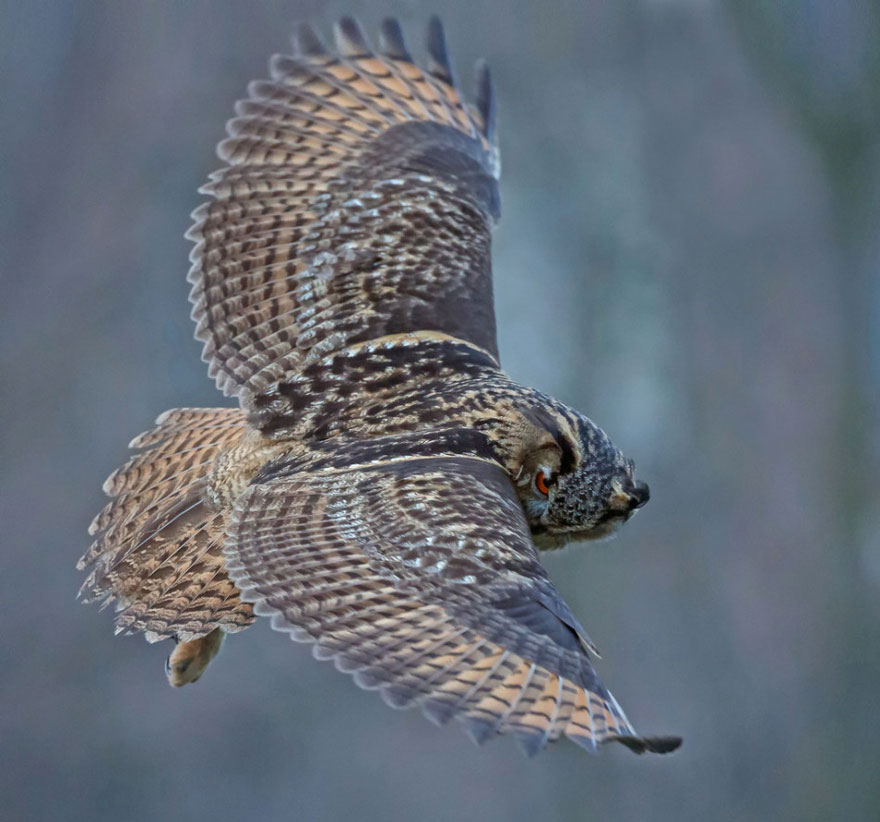 owl-lands-on-head-netherlands-noordeinde-8