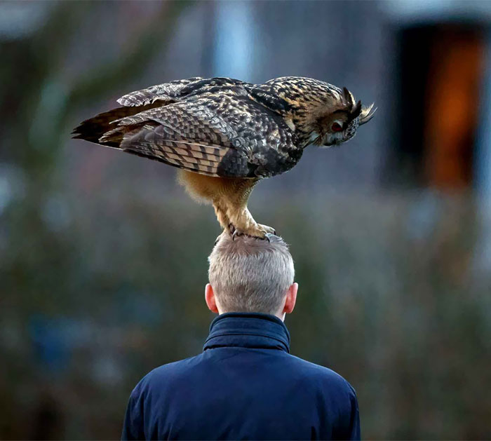 Meet The Dutch Owl Who Loves To Land On People’s Heads