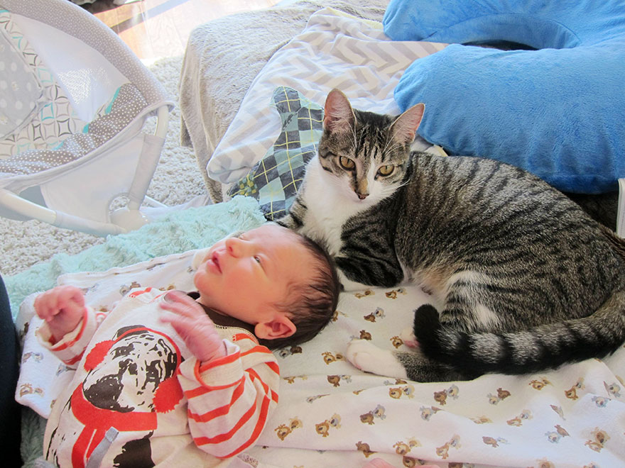 Couple Forgot To Tell Their Cat They'd Just Had A Baby