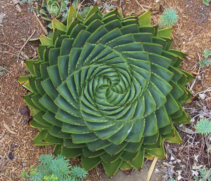 116 Photos Of Geometrical Plants For Symmetry Lovers