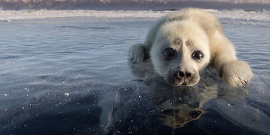Cute Baby Seal Captured By Russian Photographer