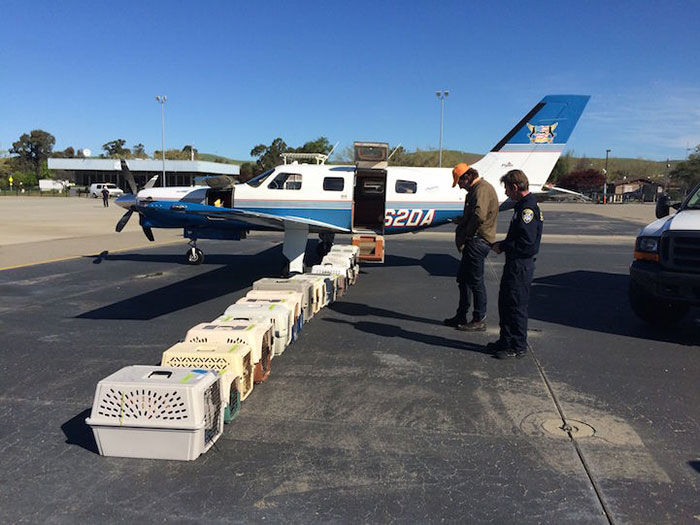 Volunteer Pilots Fly Shelter Dogs To New Homes To Save Them From Euthanasia