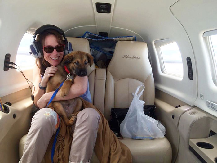 shelter-dog-airplane-transport-wings-of-rescue-yehuda-netanel-7