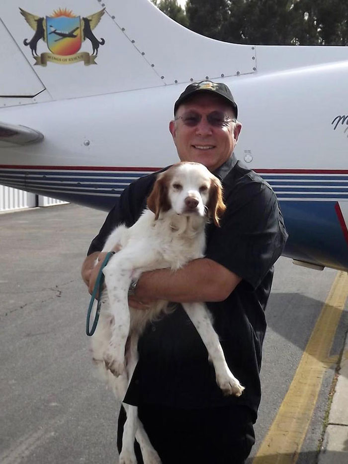 shelter-dog-airplane-transport-wings-of-rescue-yehuda-netanel-9