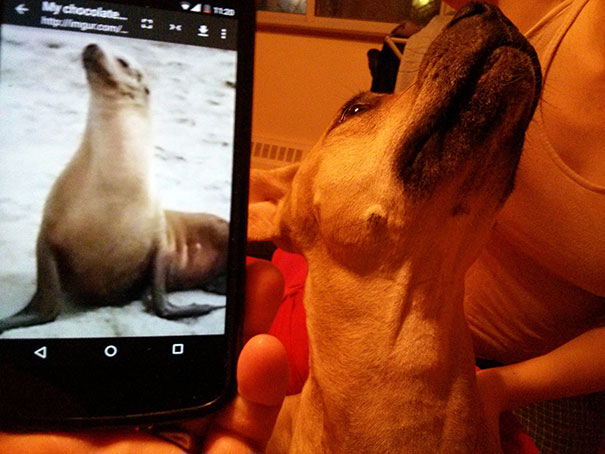 This Dog Is A Seal