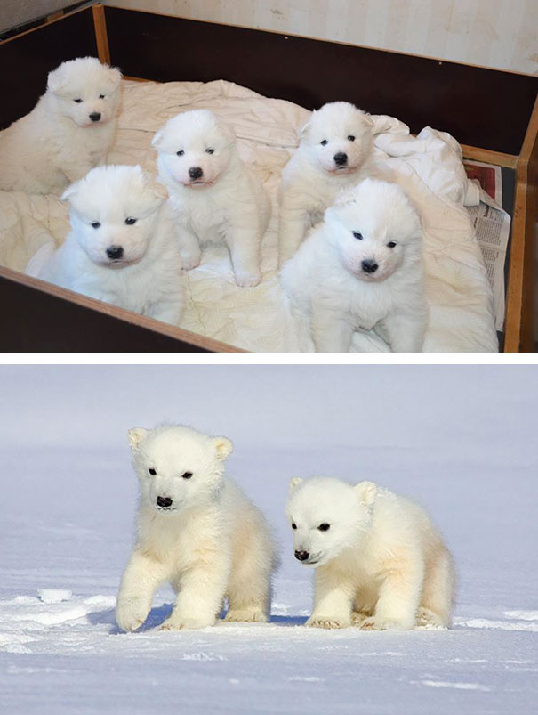 Baby Samoyeds Look Like Little Polar Bears