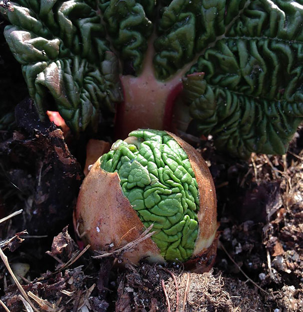 Rhubarb Sprouts Look Like Little Green Alien Brains