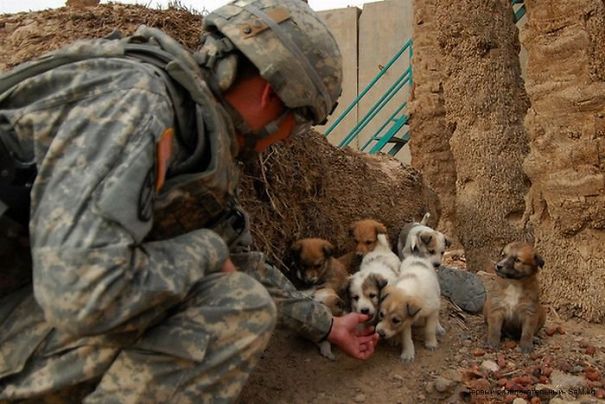 Soldier Feeding Puppies In Need