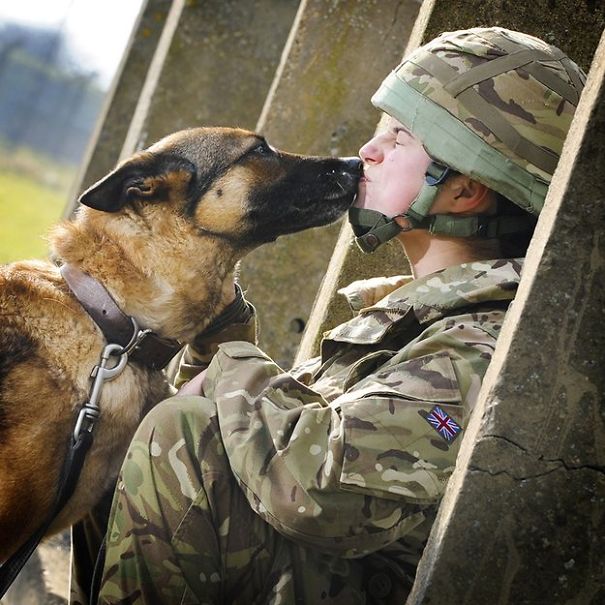Dog Kissing A Soldier