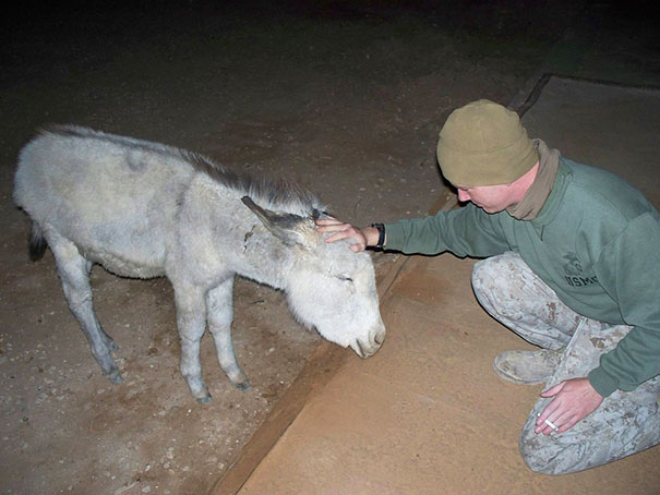 When I Was In Iraq, We Had A Pet Donkey
