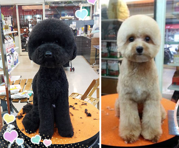 Taiwanese Give Dogs Perfectly Square Or Round Haircuts In Latest Trend