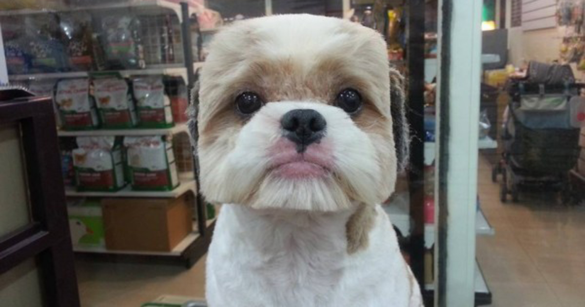 square-round-dog-haircut-taiwan-fb.jpg