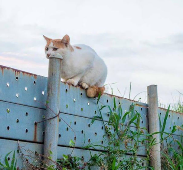 This Cat Is Eating This Pole