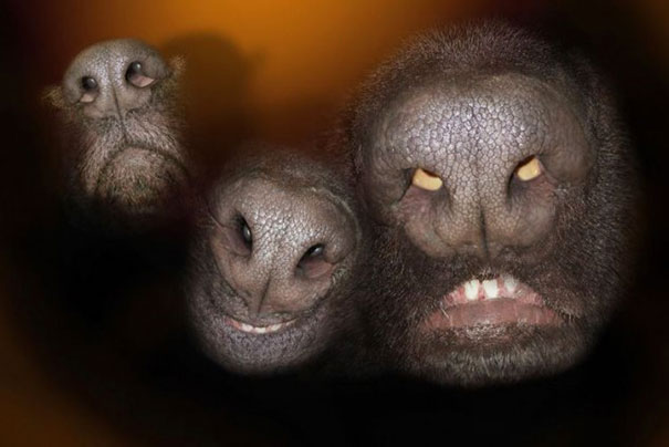 Dog Noses Look Like Angry Aliens