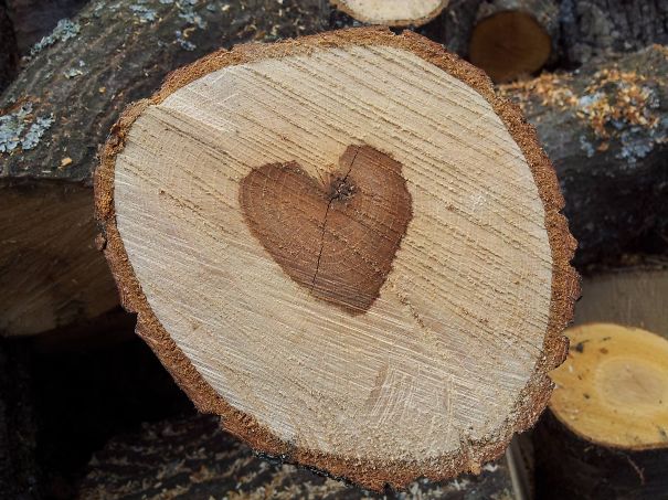 Who Says The Trees Have No Heart?