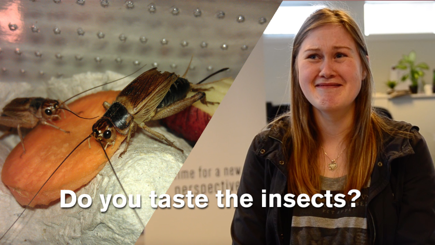 People Taste Insect Infused Protein Bars Without Knowing What It Is!