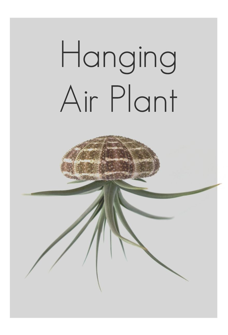Jelly Fish Inspired Hanging Air Plant