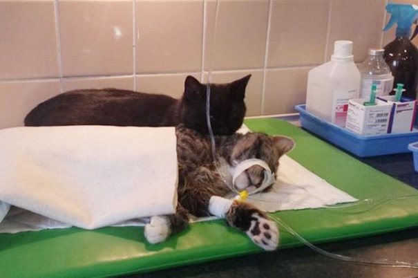 Incredible Nurse Cat From Poland Looks After Other Animals At Animal Shelter