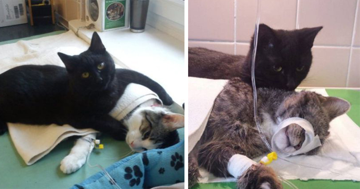 Incredible Nurse Cat From Poland Looks After Other Animals At Animal  Shelter | Bored Panda