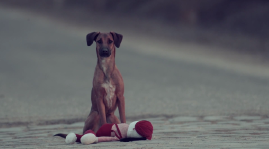 Heart Wrenching Video To Show Every Animal Deserves Our Love And Affection.