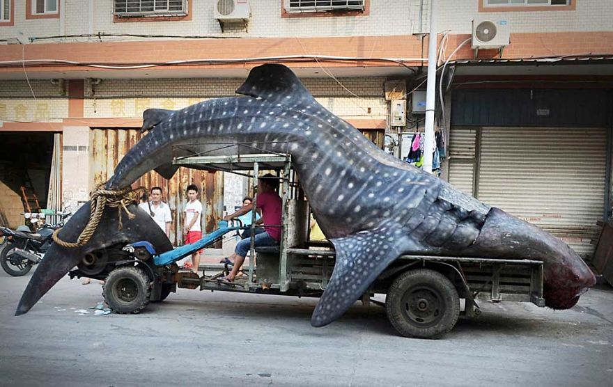 Whale Shark On Transport