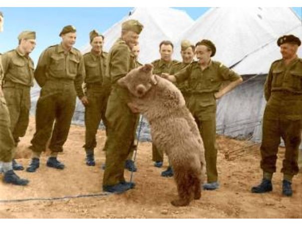 Meet Wojtek, The One And Only Bear Private During WWII