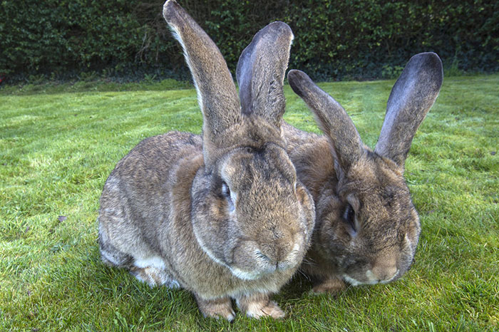 Darius Is The World’s Biggest Bunny, But His Son May Outgrow Him
