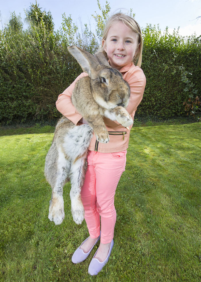 Darius Is The World’s Biggest Bunny, But His Son May Outgrow Him