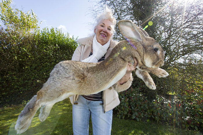 Darius: World's Tallest Rabbit