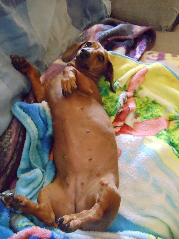Doxies Are Belly Masters