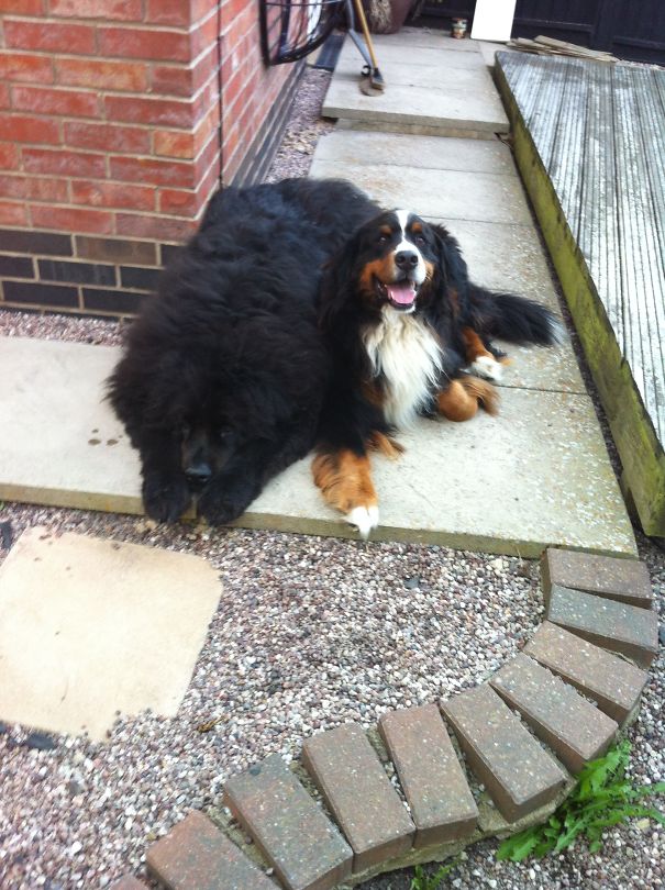 My Two Little Babies - This Doesnt Really Show That The Newfie Is 12 Stone And The Bernese Is 8