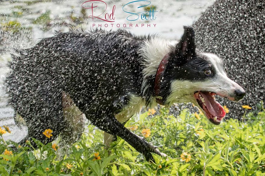 I Photograph My Young Border Collie Playing In The Water