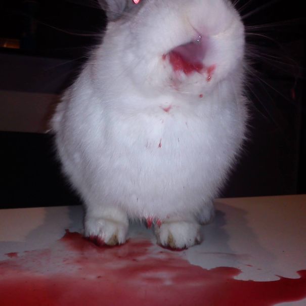 Rabbit Eating Some Rapsberry Blood