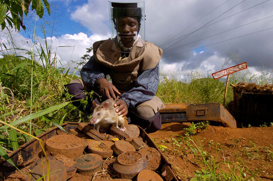 Heroic Rats Sniff Out Landmines In Africa, Could Save 1,000s Of People Worldwide