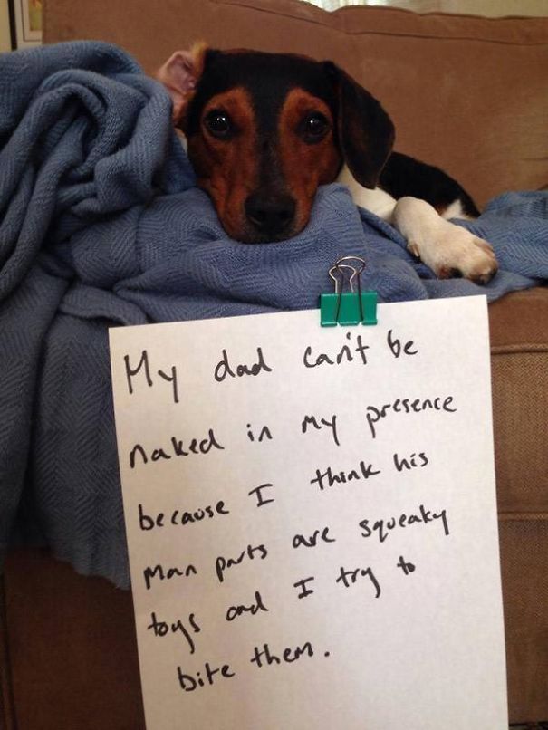14 Shameful Dogs Confessing Their Crimes
