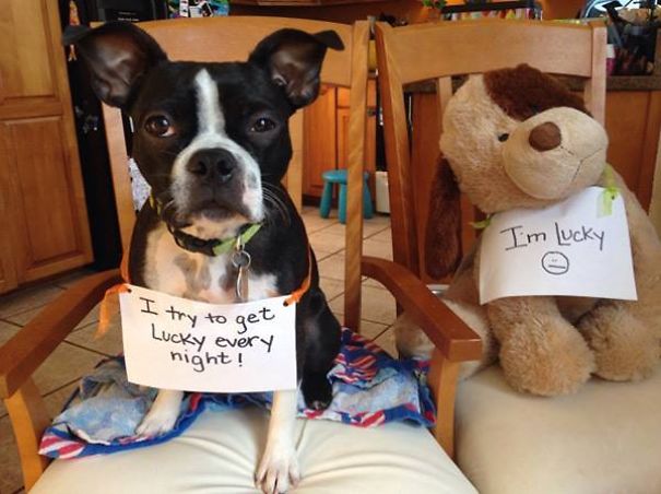 14 Shameful Dogs Confessing Their Crimes