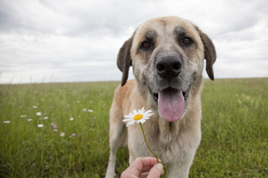 Second Chance Animal Refuge Society